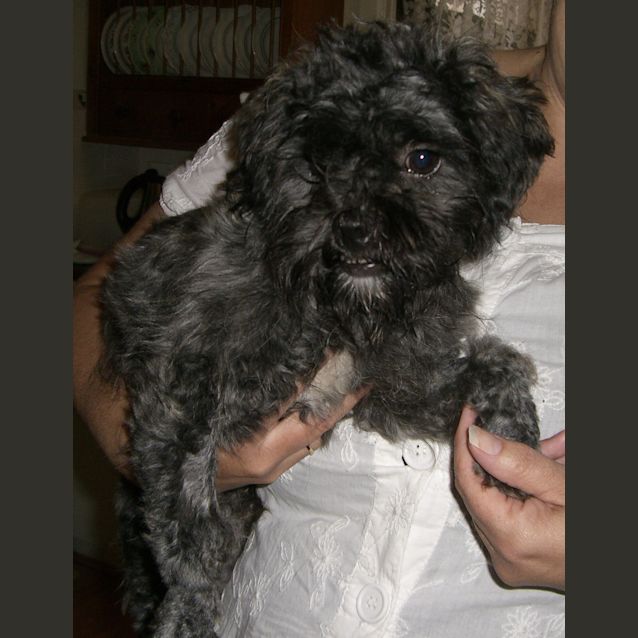 Photo of Tilly *On Trial*