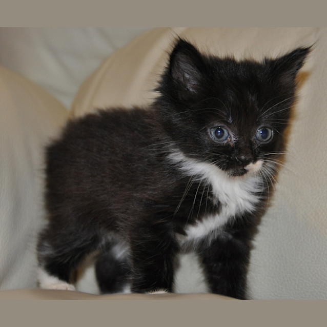 Photo of Maple