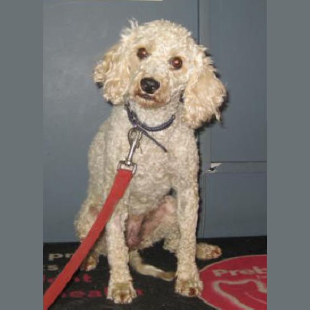 Photo of Pippi  Longstocking