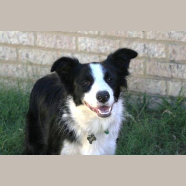 Photo of Sharky
