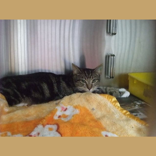 Photo of "Bones" C10443