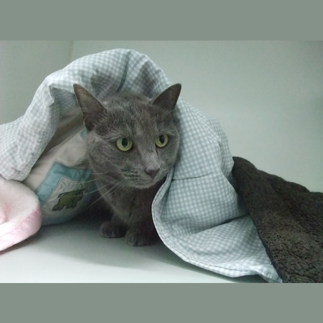 Photo of "Olivia" C5281