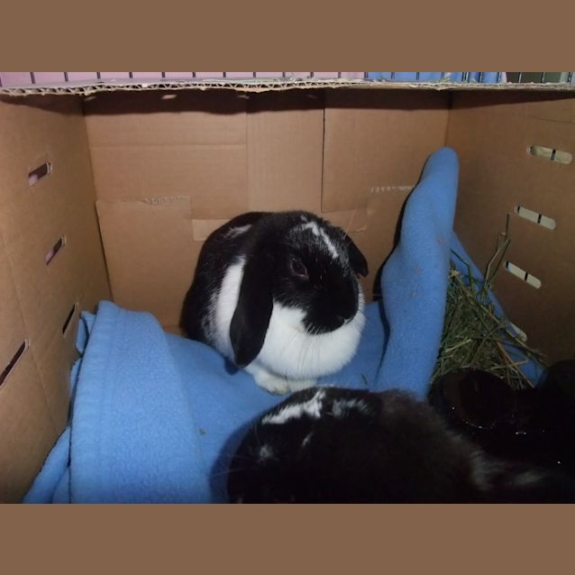 Photo of "Moppsy" C10990