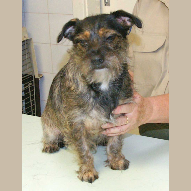 Photo of Pippa