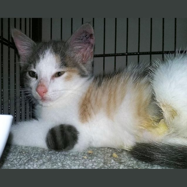 Photo of Tillie E1359