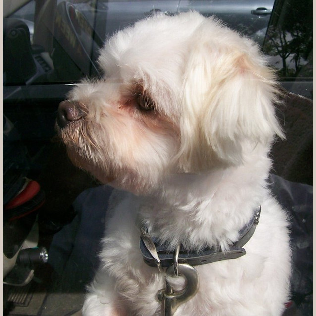 Photo of Snowy