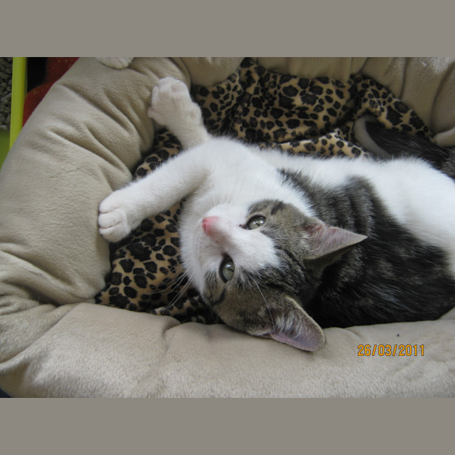 Photo of Rishi  Adoption Day 11.June In Cranbourne