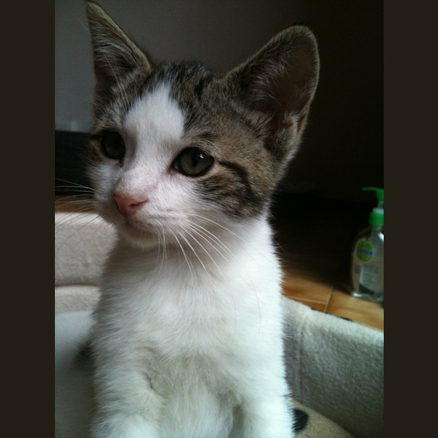 Photo of Rishi  Adoption Day 11.June In Cranbourne