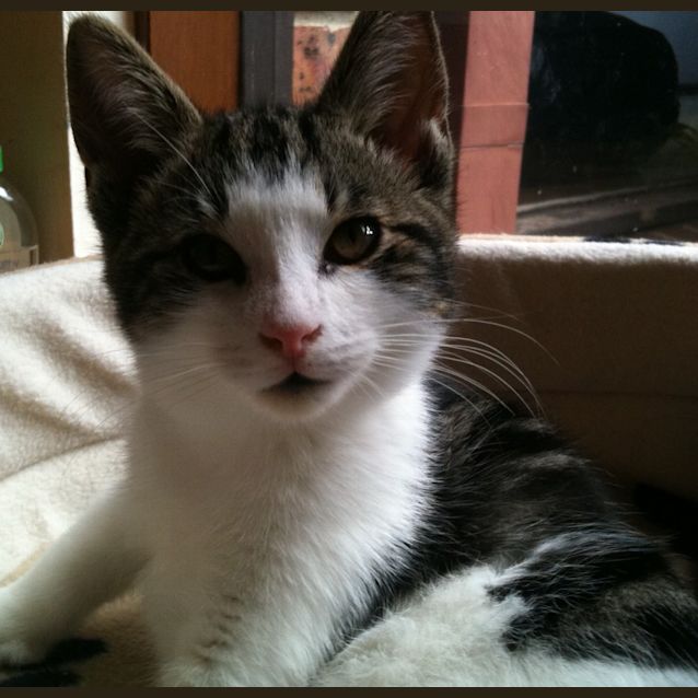 Photo of Jomo Adoption Day 11.June In Cranbourne