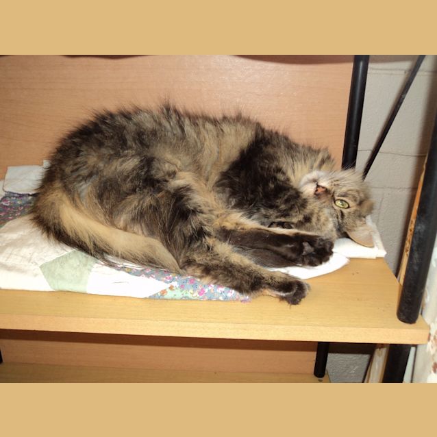 Photo of Tawny
