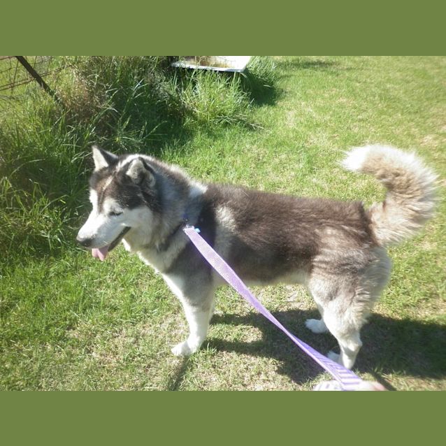 Photo of Tank And Sweety (To Be Rehomed Together)
