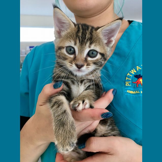 Photo of Tiger Lilly 