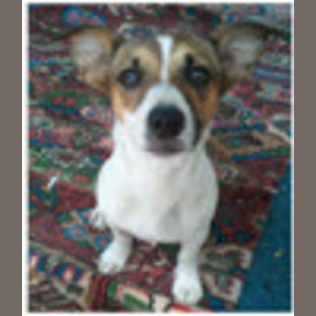Photo of Ruby