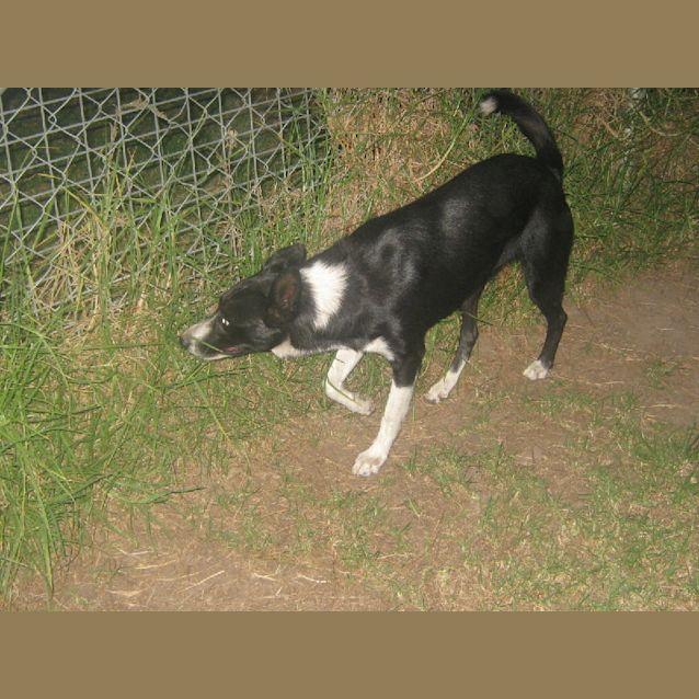 Photo of Shiloh   Adoption Pending 