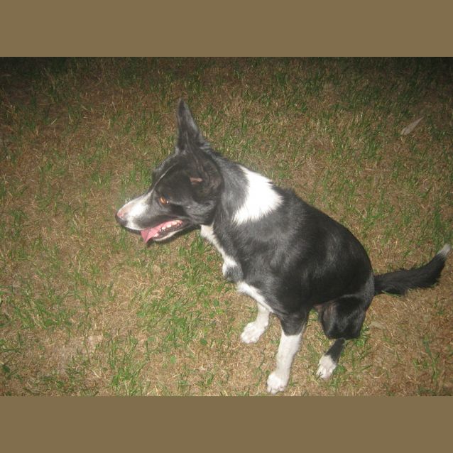 Photo of Shiloh   Adoption Pending 