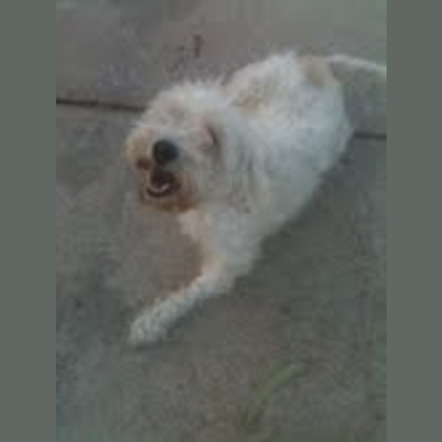 Photo of Rose *Adoption Pending*