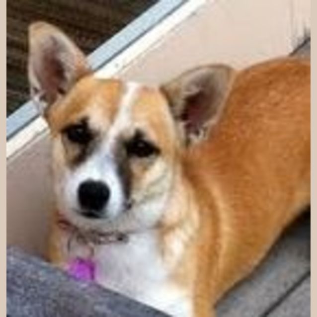 Photo of Pippa