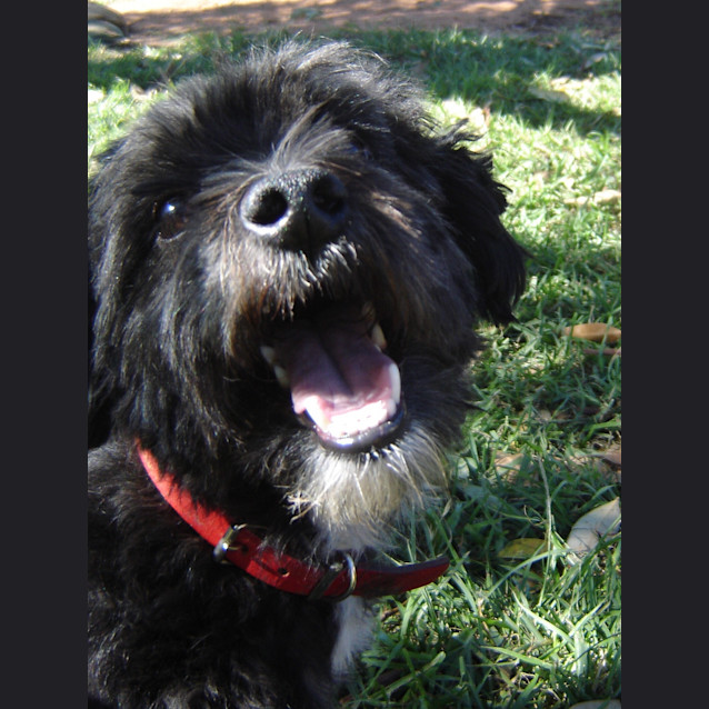 Photo of Adoption Pending....Angus