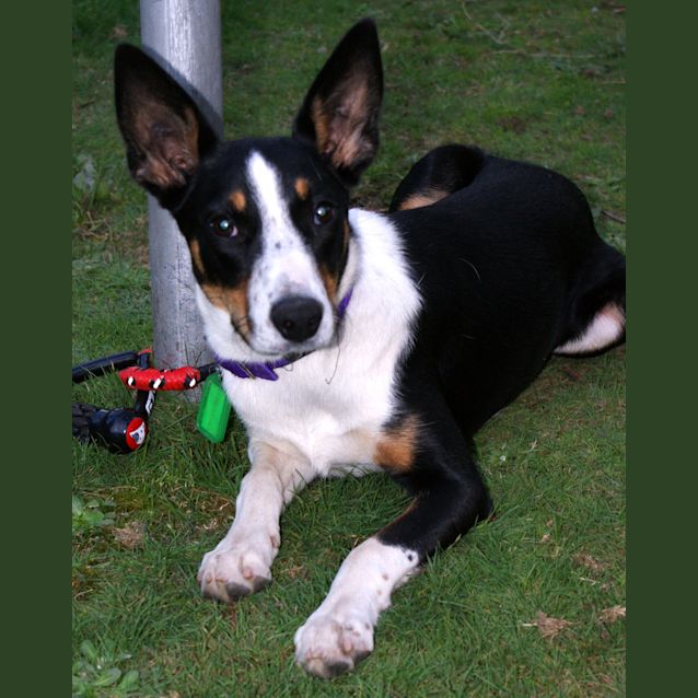 Photo of Jazzie