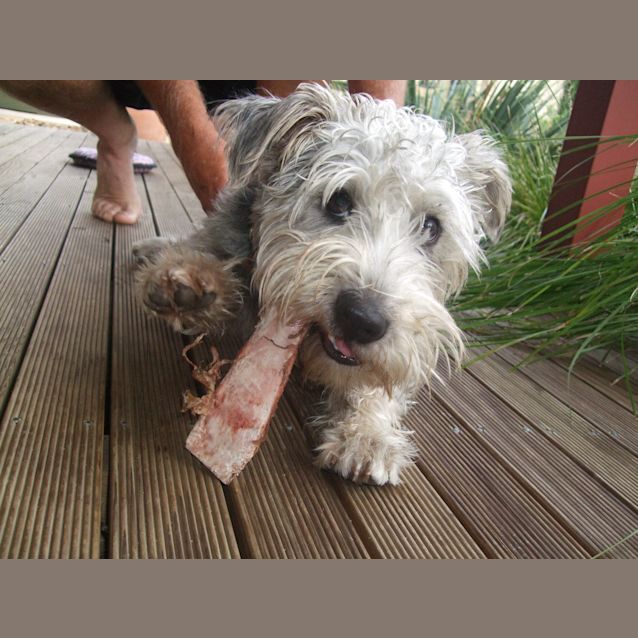 Photo of Shiloh