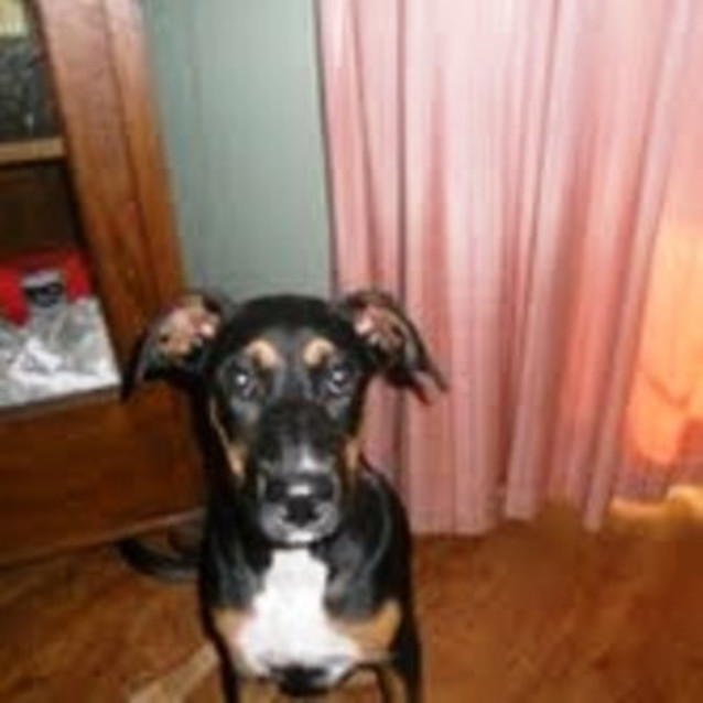 Photo of Bella