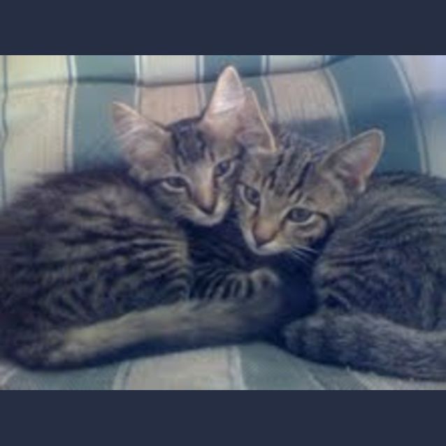 Photo of Odey And Charlie   Adoption Pending
