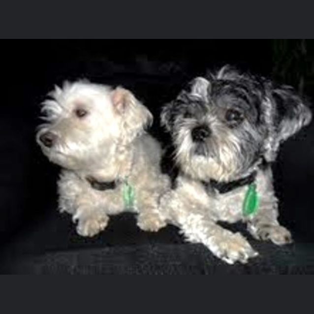 Photo of Rambo And Skeeta