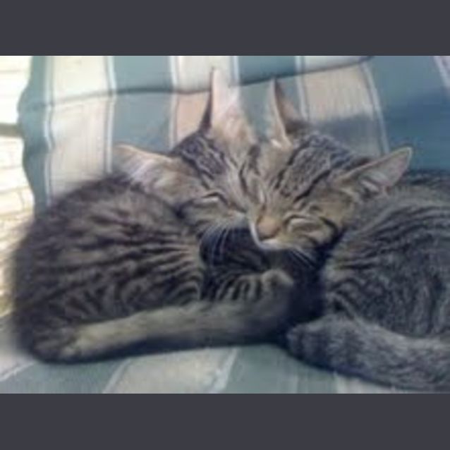 Photo of Odey And Charlie   Adoption Pending