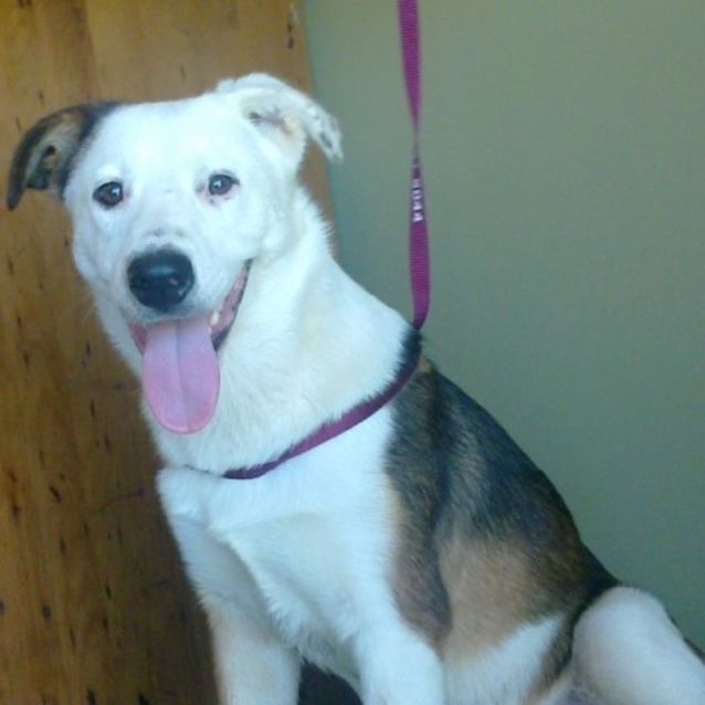 Photo of Mustang "Sally"