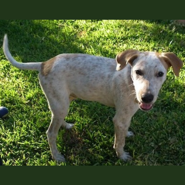 Photo of Rosey(d1835)*Adopted*