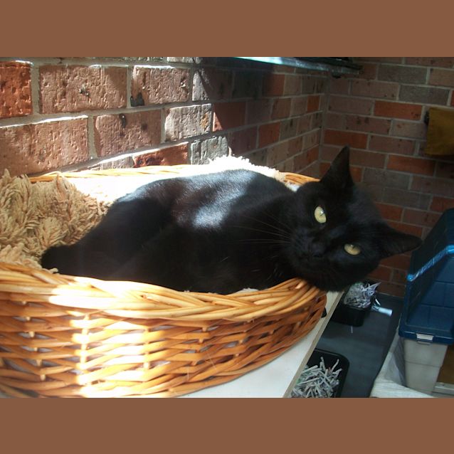 Photo of Blackie