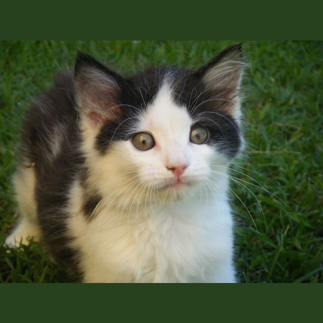 Photo of Panda