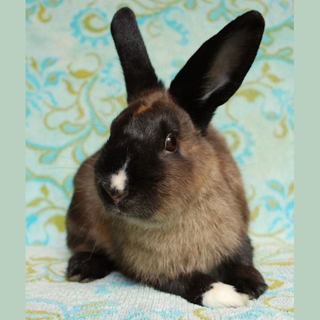 Photo of Barby  Desexed And Vaccinated