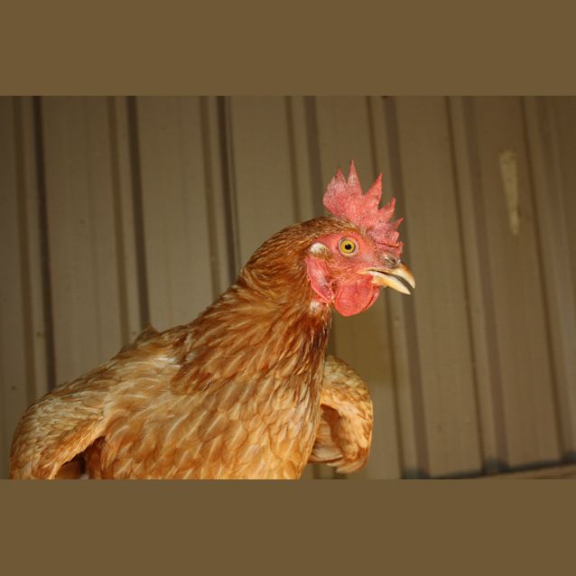 Photo of Mother Hen