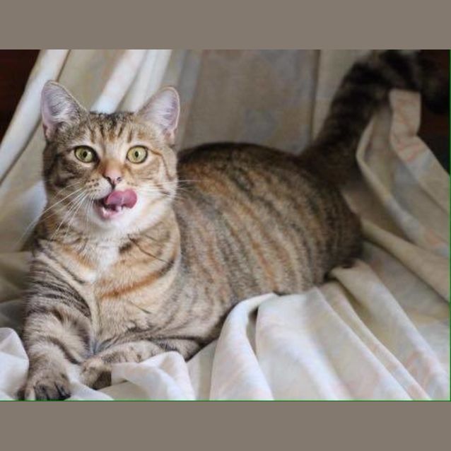 Photo of Tigress