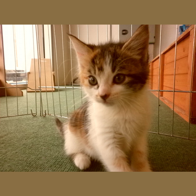 Photo of Mavis *Adoption Pending*