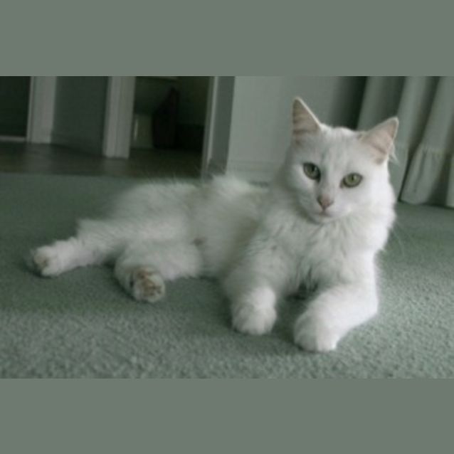 Photo of Mellow