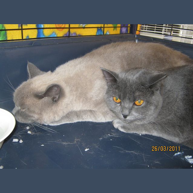 Photo of Teddie * Needs To Be Rehomed With  Bear*