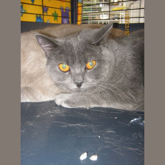 Photo of Teddie * Needs To Be Rehomed With  Bear*