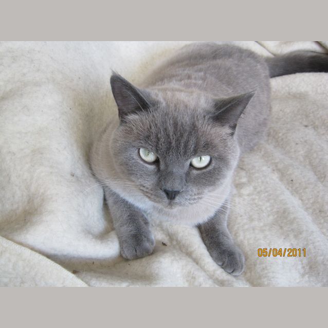 Photo of Bear *Needs To Be Rehomed With Teddie*