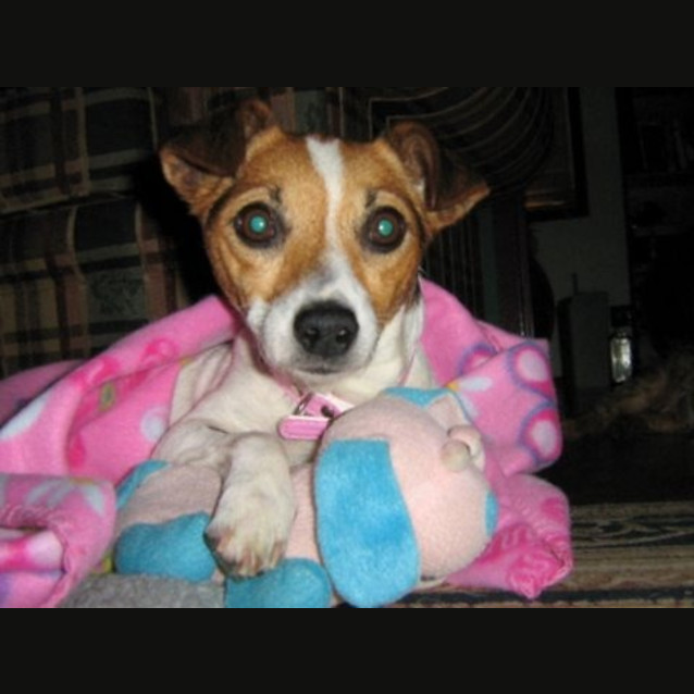 Photo of Peanut (On Trial)