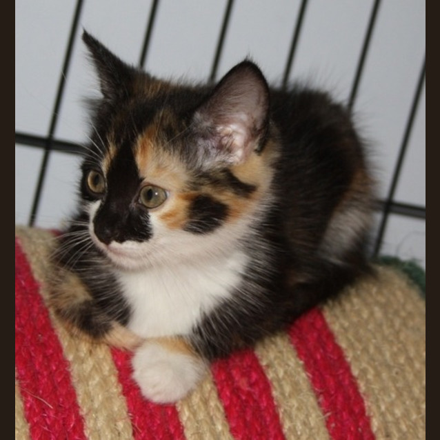 Photo of Ruby *On Trial*