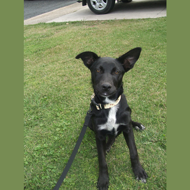 Photo of Tilly ***On Hold***