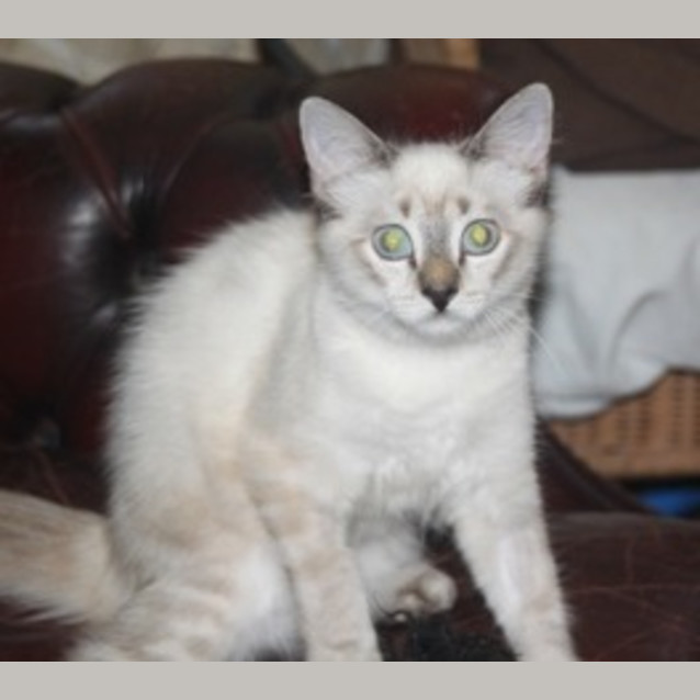 Photo of Tingles