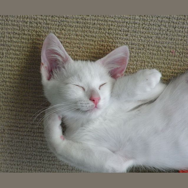 Photo of Star