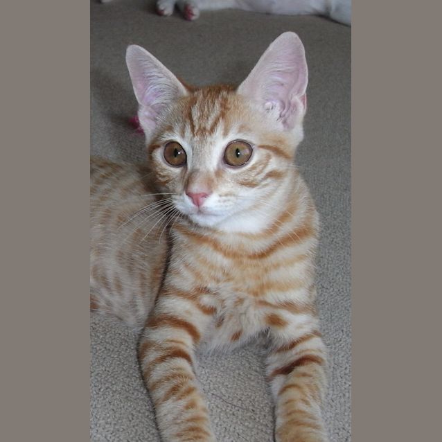 Photo of Rex