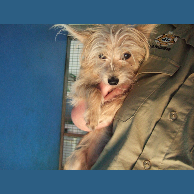 Photo of Scrappy