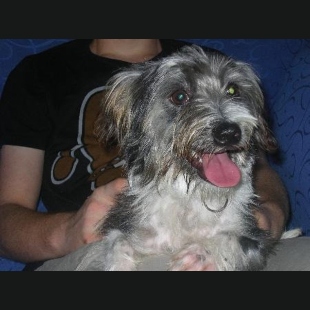 Photo of Teddy (Teddy's Listing Is Currently On Hold)