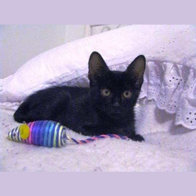 Photo of Ted (C1587) *Adopted*