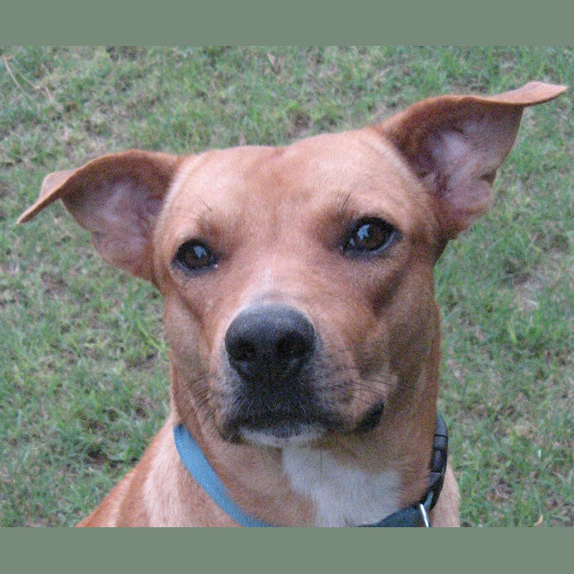 Photo of Wellington(d1842)*Adopted*